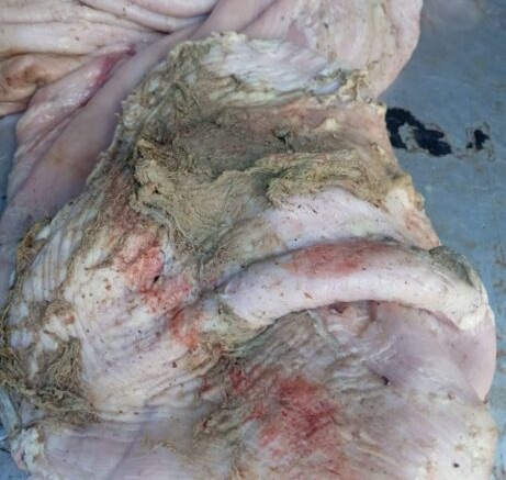 image-5 Escándalo Sanitario en el Rastro Municipal de Camargo: Alcalde Aldana Anuncia Acciones y Posibles Despidos