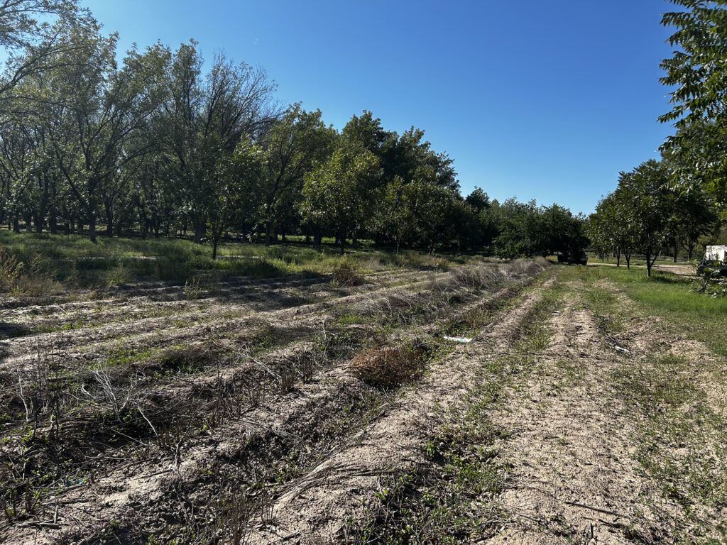 img_1062-1024x768 “El año en qué la flor no floreció en Camargo” Donde antes hubo flores hoy solo hay silencio