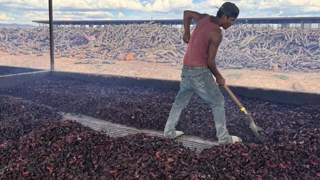 img_2461-1024x575 Chile chipotle de Camargo, cerca de obtener distintivo de Indicación Geográfica