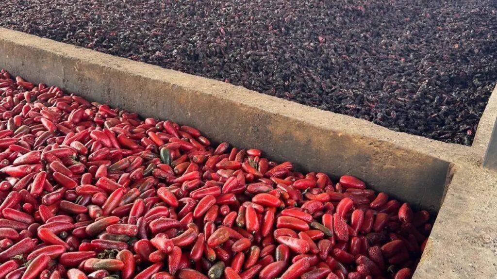 img_2462-1024x575 Chile chipotle de Camargo, cerca de obtener distintivo de Indicación Geográfica